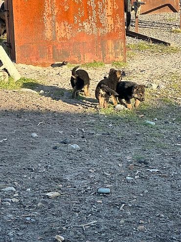 сахарный посум: Продаю щенков немецкой овчарки, село беловодское, цена окончательная — 5