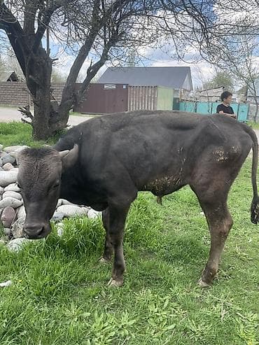 злая собака: Продаю | Бык (самец) | На откорм — 6