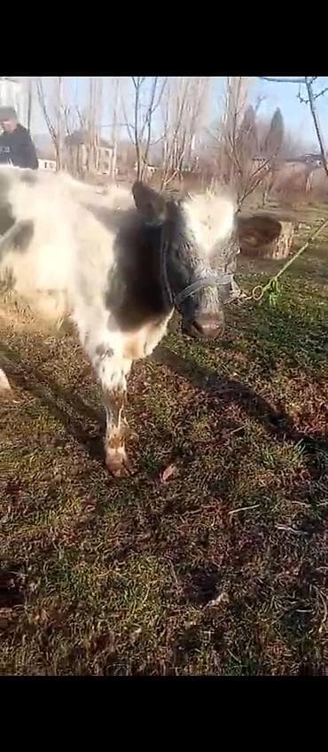 бигль цена: Продаю | Тёлка, Музоо, торпок | Бельгийская | На откорм, На забой, Для разведения — 1