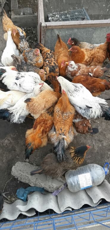 домашний кури: Продаю | Куры, Петух | Для разведения — 1