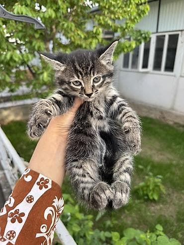 Котята, домашний помет. - Окрас: два черных (плотный угольно-черный