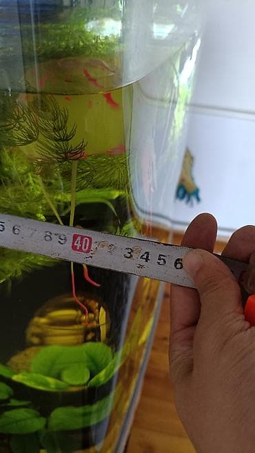 раков: Аквариумный комплект с тумбой - Объем: большой панорамный аквариум — 4