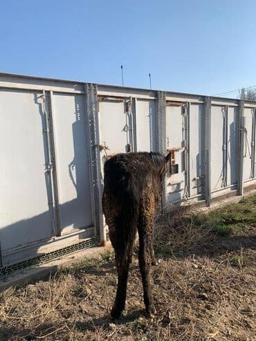 корм для домашних животных: Продаю | Жеребенок | Рабочий — 16