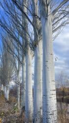 земля ивановка: Продаются тополя. Местонахождение с. Барскоон, Джети-Огузский район — 4