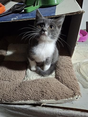 кошка манчкин: Кошка даром: Беспородная, 2 месяца, Девочка, Приучена к лотку, Проглистована — 2