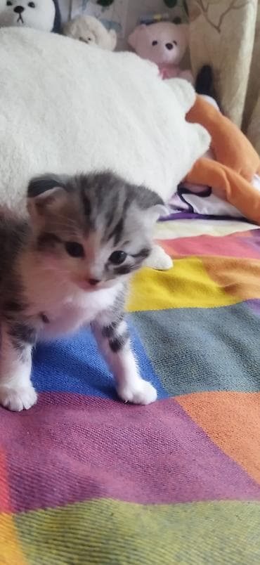 свинкс кот: Продам котят !!! порода - скотиш фолд котята чистокровные, все — 2