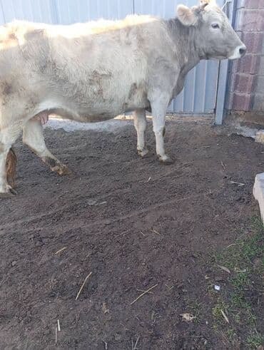 стельная: Продаю | Корова (самка) | На откорм — 3