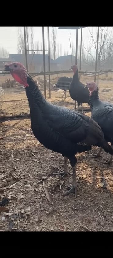 Индюк сатылат корозу