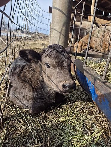 музо: Продаю | Музоо, торпок | На откорм | Искусственник — 5