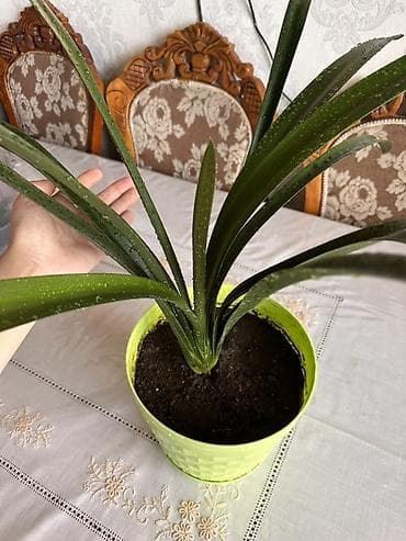 кливия цветок: Кливия (Clivia) в декоративном кашпо Рассмотрю обмен - Комнатное — 4