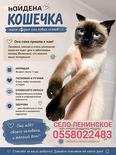 симс: Кошка даром: Сиамская, 1 год, Девочка, Приучена к лотку — 2