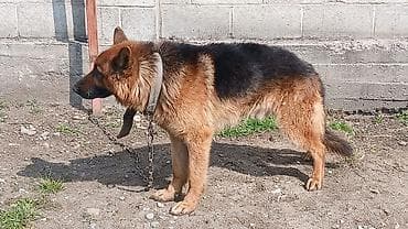 овчарка немецкая: Немецкая овчарка, кобель. Классический чепрачный окрас: насыщенный — 2