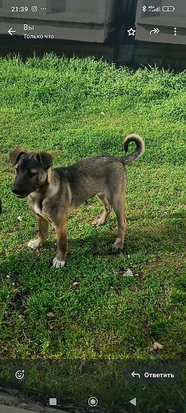 охотничи собаки: Отдаем в хорошие руки. щенкам по 3-4 месяца. верный друг и хороший — 2