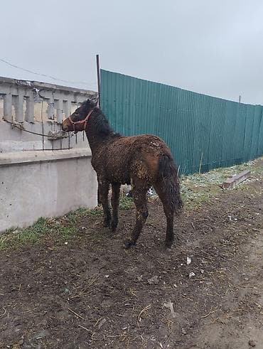 абакан лошадь: Продаю | Конь (самец) | Полукровка | Рабочий | Племенные — 7