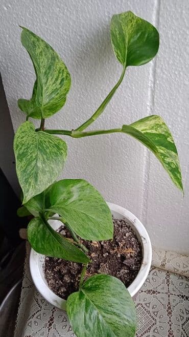 водоросли для аквариума: Комнатные растения — коллеция лиан и ароидных:Сингониумы — 18