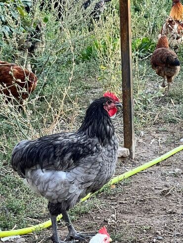 птицы попугаи: Сатам | Короздор | Көбөйтүү үчүн — 5