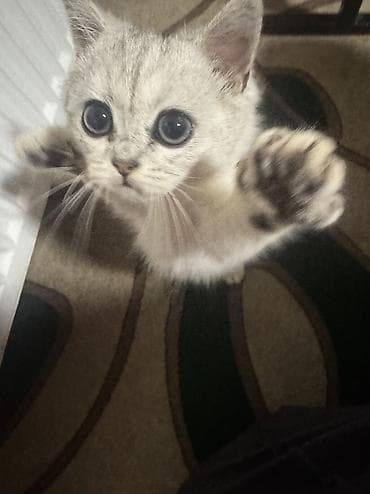 котята шатланские: Скотиш Страйт (Шотландская прямоухая), 3 месяца, Мальчик, Серебристая шиншилла, Приучена к лотку — 10