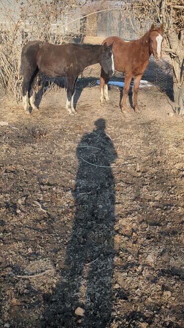 кыргыз добот ит: Сатам | Байтал, Тай | Аргын | Көбөйтүү үчүн | Асыл тукумдуу — 6