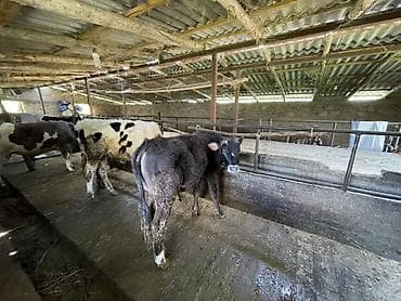 С/х животные и товары: Продаю | Бык (самец) | На откорм | Привязанные — 1