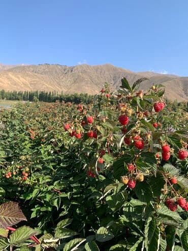 🌿Малина кочоттору САТЫЛАТ! – Ысык-Көлдө, жогорку сапаттагы сорттор 🍓