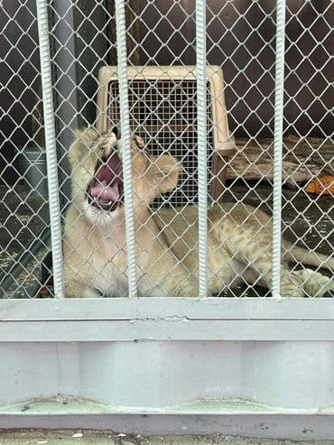 стрижка кошек с выездом на дом: Ветеринардык врач …! Ветеринарный врач …! Узи🐄🐎🐑🐐🐕🐈 Бодо малга — 4