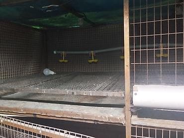 клетка для перепел: Трëхярусная клетка для содержания перепёлок/цыплят - Конструкция — 4