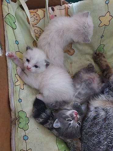 Отдам даром кошку: Котята, помет из 3 малышей. полукровки у одной уши как у мамы вислые — 4