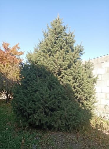 ротанговая мебель: Ель живая, декоративная. Основные характеристики: - Порода: ель — 1