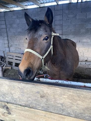 Продаю | Кобыла (самка) | Рабочий | Племенные