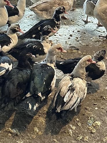 птицы щегол: Индоутки оптом 
17 голов 
На разведение — 6