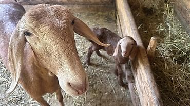 булли собака цена: Продаю | Овца (самка), Ягненок, Баран (самец) | Гиссарская, Полукровка, Долан | На забой, Для разведения, Для шерсти | Племенные, Котные, Осеменитель — 1