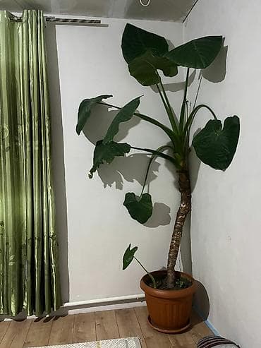 туя цена: Договорная — 2