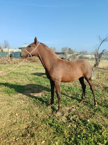 корм для домашних животных: Продаю | Жеребенок | Рабочий — 1