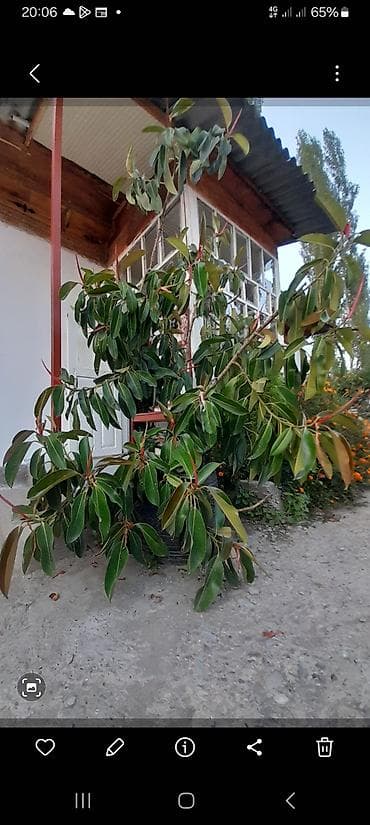 фикус большой: Фикус в кадках (Ficus elastica, каучуконосный) - Крупные взрослые — 3