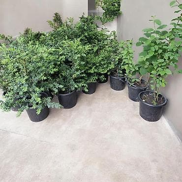 Самшит в горшке (Buxus sempervirens) - Компактный вечнозелёный