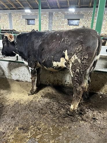 куплю корову на мясо: Продаю | Тёлка | Швицкая | На откорм, На забой | Привязанные — 1