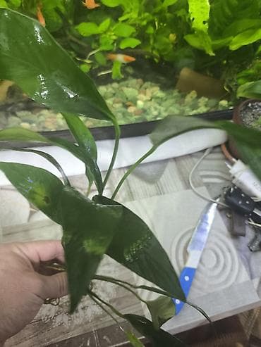 рыбки аквариум: Продаю Аквариумное растение Анубиас (вероятно Anubias barteri/Anubias — 5