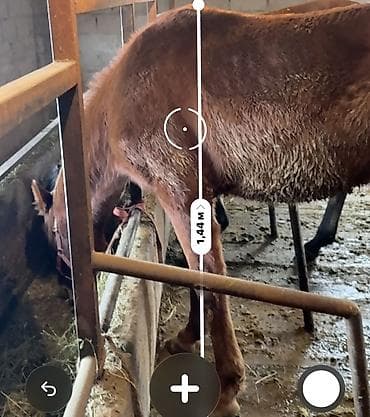 клетки для птицы: Продаю | Жеребенок — 5