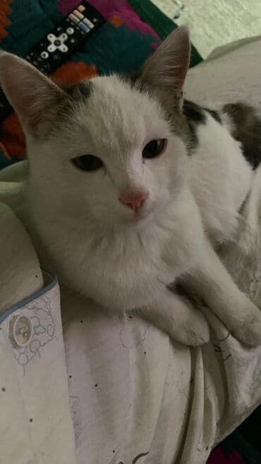 Ветеринар кызматы: 9 айлык, Эркек, Лотокко барууга үйрөтүлгөн — 1