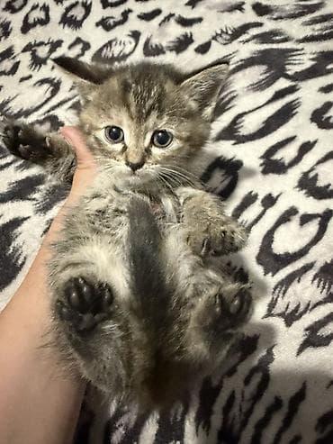 забавные котята: Отдам в добрые руки Котята, помёт из нескольких малышей. Описание: - — 2