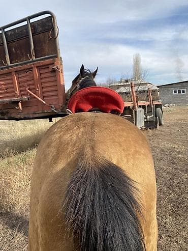 зоомагазин бишкек с животными: Продаю | Конь (самец) | Рабочий — 2