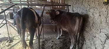 бенгальская кошка бишкек: Продаю | Бык (самец) | На откорм | Племенные — 6
