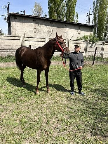 лошади жеребцы: Продаю | Конь (самец) | Конный спорт — 1