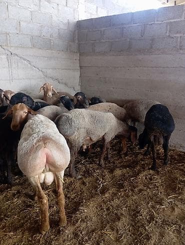 ветеринар каракол: Сатам | Ургаачы кой (ургаачы) | Көбөйтүү үчүн | Ургаачы — 1