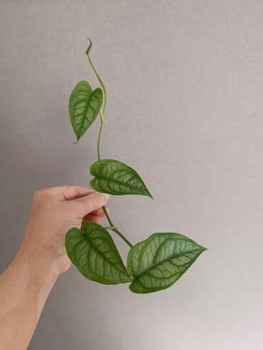 Продаю. детки, черенки комнатных растений по 100 сом. Сциндапсус-пакет