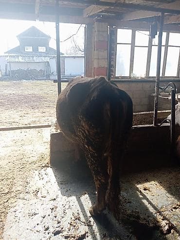 стебли кукурузы: Продаю | Корова (самка) | Для молока | Привязанные — 9