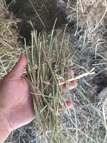 С/х животные и товары: Сено в тюках - Прессованные прямоугольные тюки, перевязаны шпагатом — 2