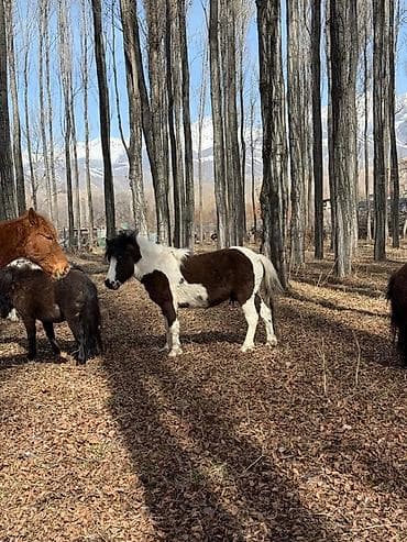 лошади в красна речики: Продаю | Жеребец, Жеребенок — 3