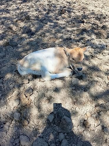 продаю як: Продаю | Корова (самка) | Для разведения — 2