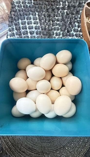 несушка цыплята: Продаю | Куры, Петух — 4